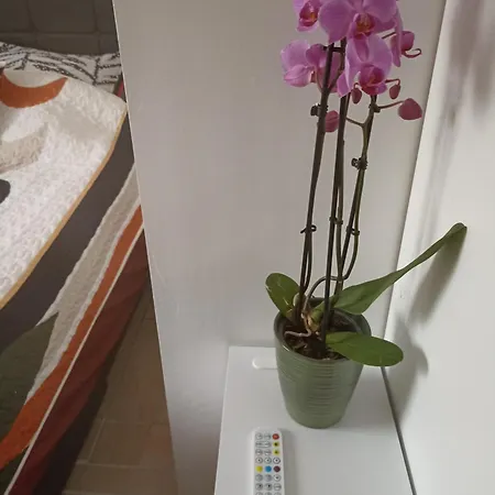 Le Cosy Chic Saint-Maurice-de-Beynost
